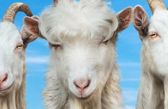 Goat Simulator 3 выходит в ноябре этого года